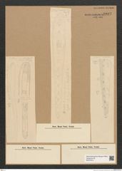Diatomeae indet. Zeichnungen Sammlung Grunow Nr. 6092 (NHMW-BOT-W0374614)